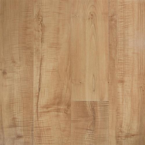 Flamed Maple Acer