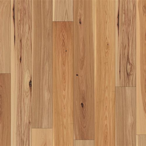 Robin Hickory