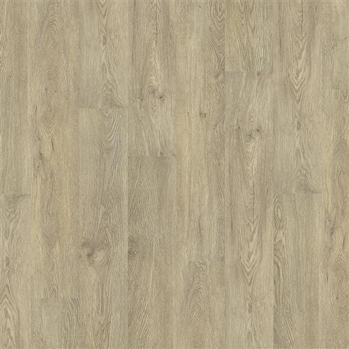 Plymouth Oak