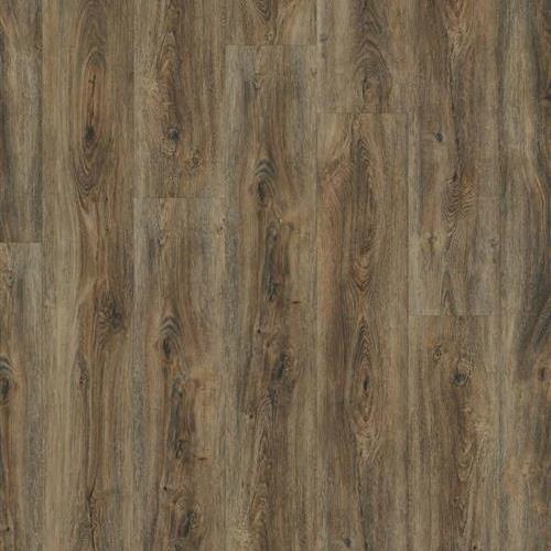 Coastal Egmont Key - European Oak